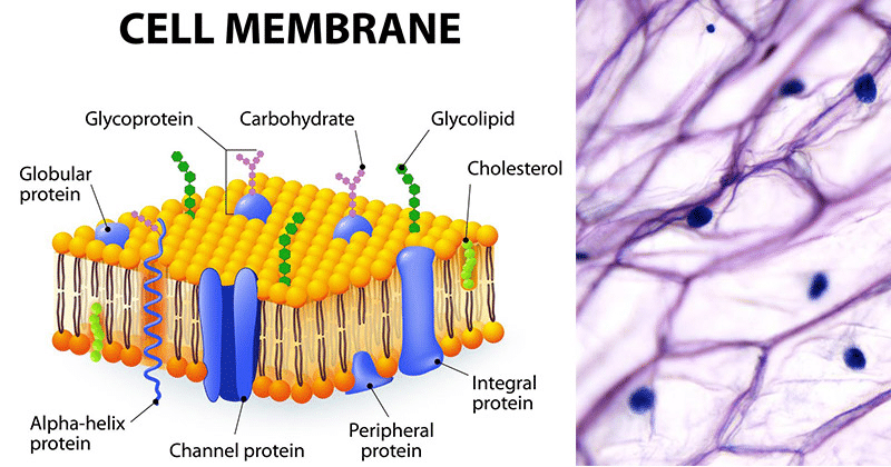 Plasma Membrane