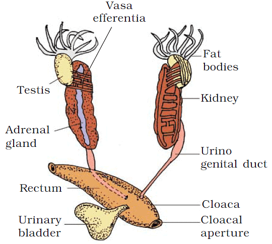 Male Reproductive System