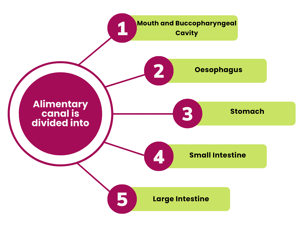 Alimentary Canal