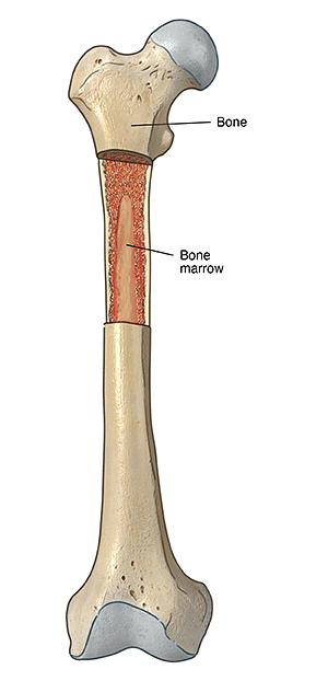 The Skeletal System | Science Class 5