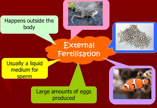 Fertilization and its Types | Additional Study Material for NEET