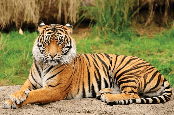 Bengal Tiger