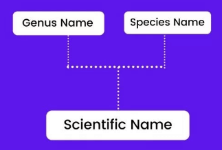 Taxonomy: Identification, Nomenclature & Classification | Biology Class 11 - NEET