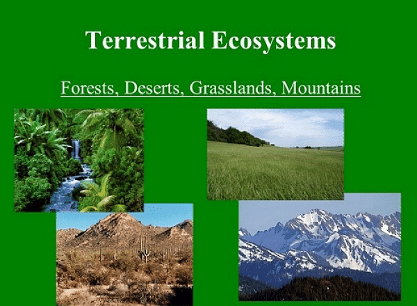 Ecosystem: Introduction & Types | Biology Class 12 - NEET