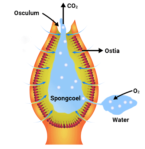 Porifera with water canal system