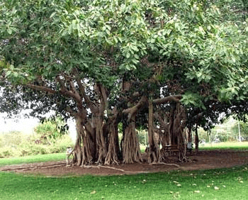 Banyan Tree