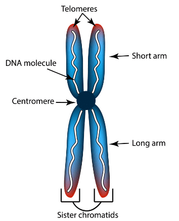NCERT Solutions for Class 8 Science - Cell Structure and Functions