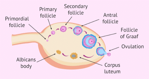 Degeneration of Corpus Luteum into Corpus Albicans