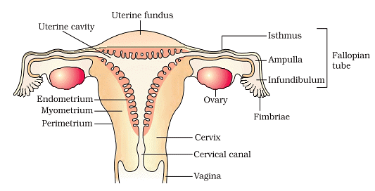 The Female Reproductive System