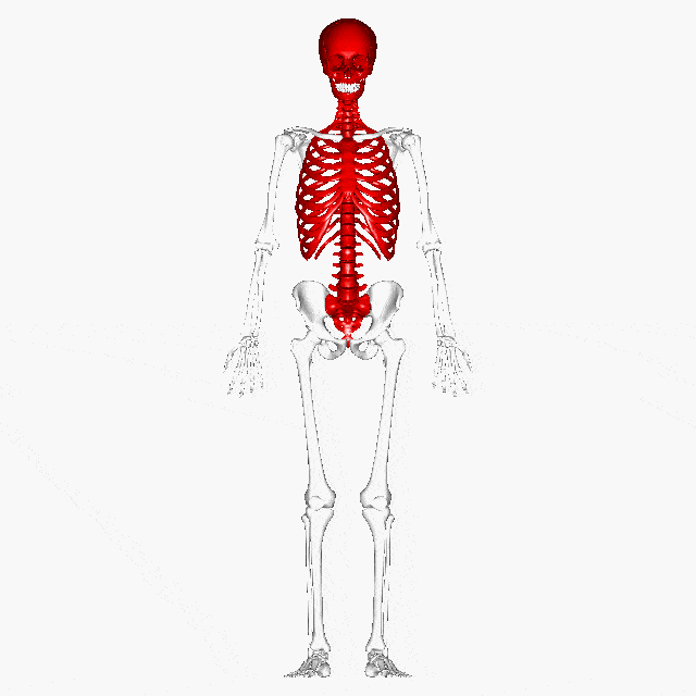 The Skeletal System | Science Class 5