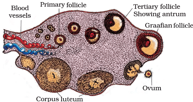 Cross-section of Ovary
