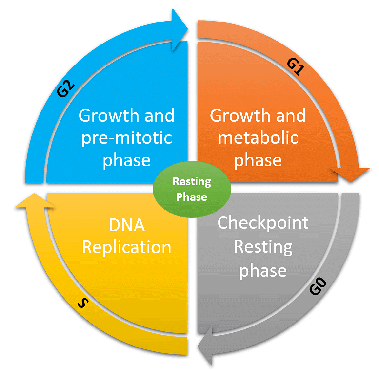  Phases of Cell Cycle