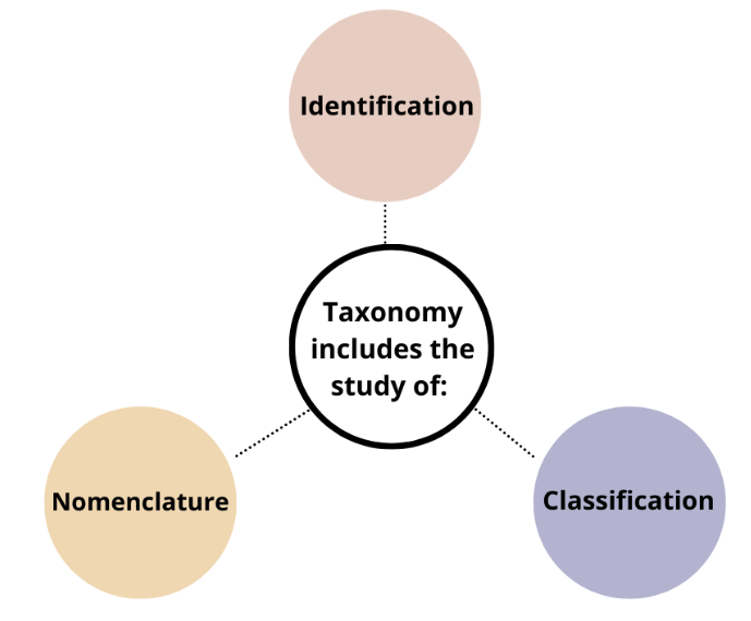 Taxonomy: Identification, Nomenclature & Classification | Biology Class 11 - NEET
