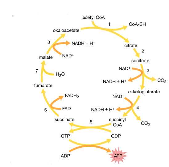       Krebs Cycle (Citric Acid Cycle)