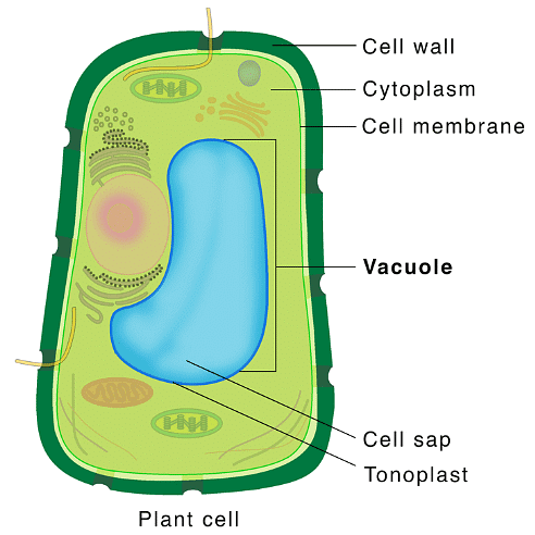 Vacuole