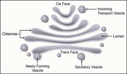Golgi Apparatus