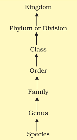 Sequence of taxonomic categories