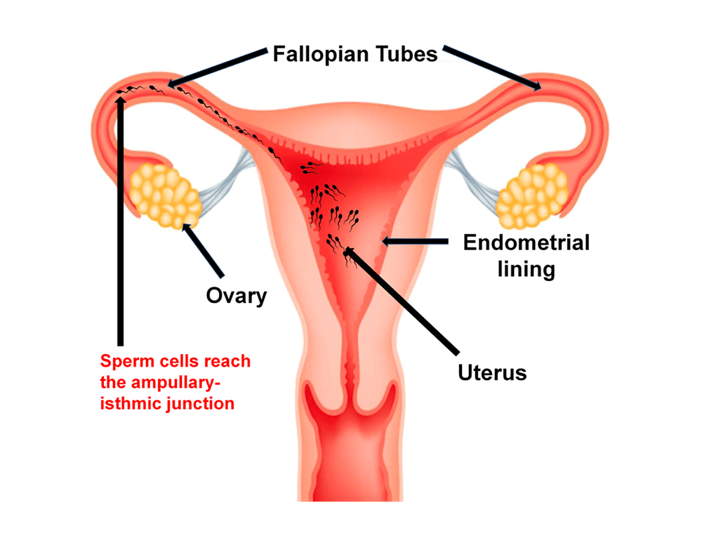 Human Reproduction: Assertions & Reason Type Questions- 1 | Biology for Grade 12
