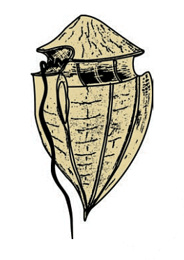 Kingdom Protista: Chrysophytes and Dinoflagellates | Biology Class 11 - NEET