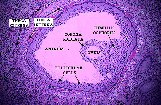 A mature follicle