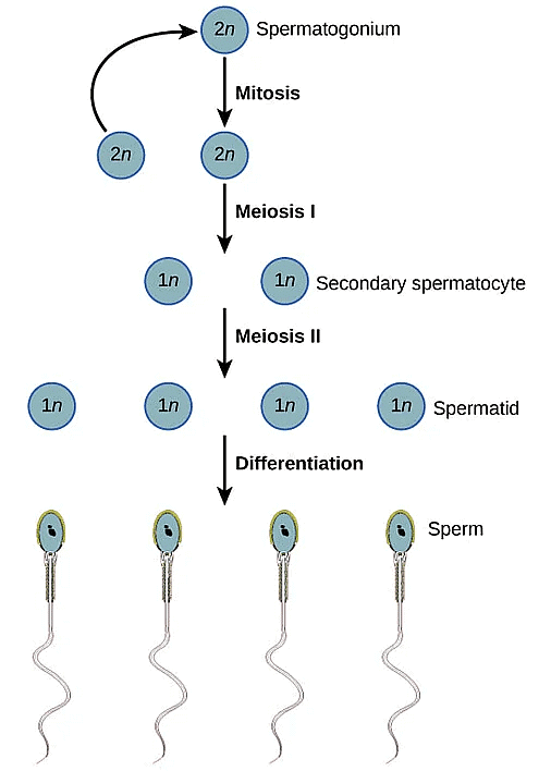 Gametogenesis: Spermatogenesis and Oogenesis | Biology Class 12 - NEET