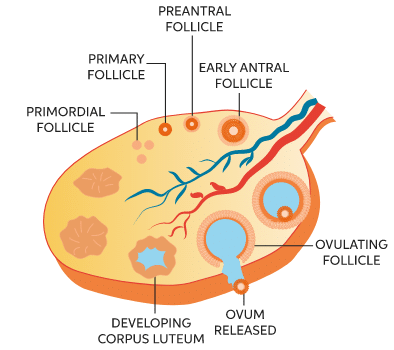 Process of Ovulation