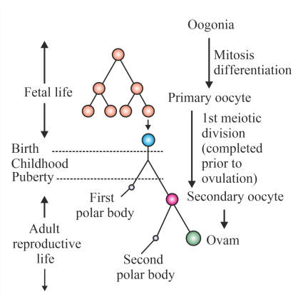 NEET Previous Year Questions (2016-2025): Human Reproduction | Biology Class 12