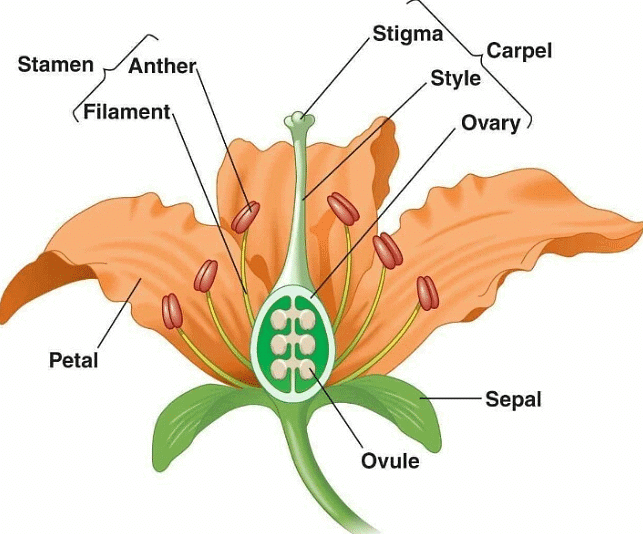 Mnemonics: Sexual Reproduction in Flowering Plants | Biology Class 12 - NEET