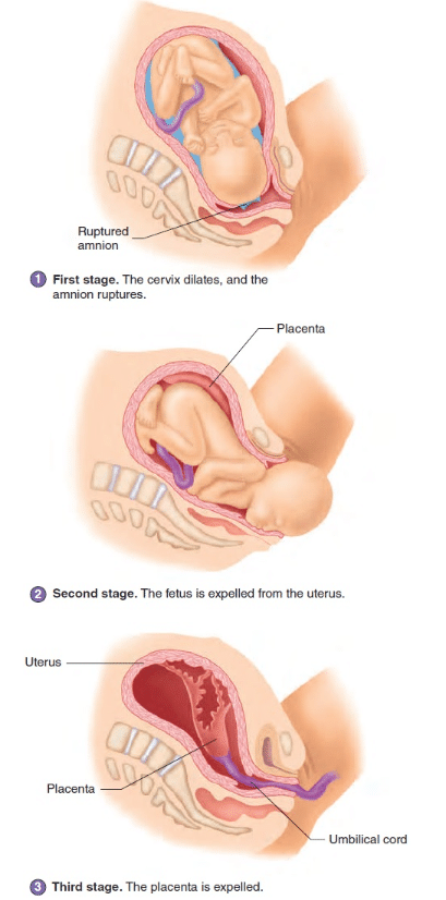 NCERT Solutions Class 12 Biology Chapter 2 - Human Reproduction