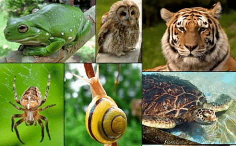 What is Living & its Characteristics | Biology Class 11 - NEET