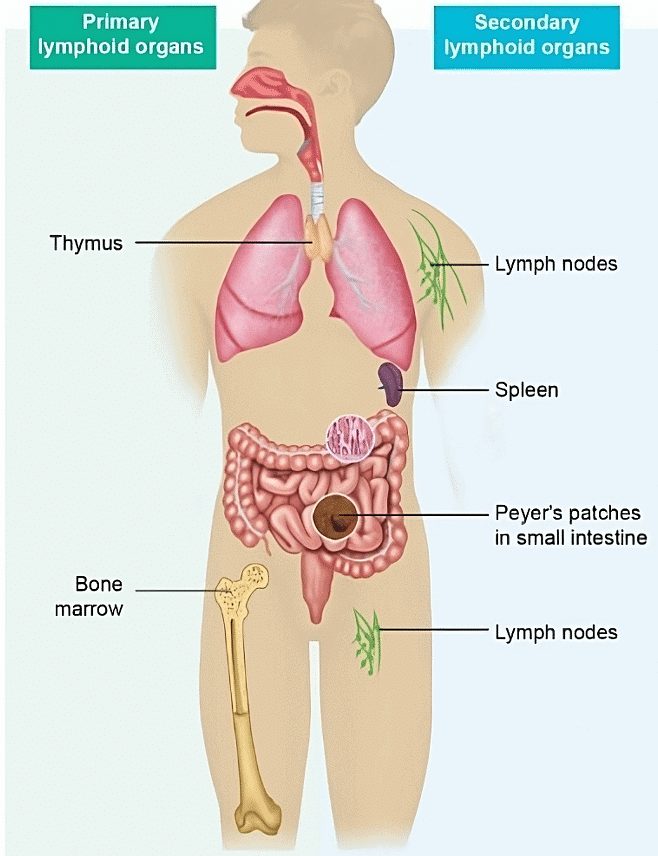 NCERT Solutions Class 12 Biology Chapter 7 - Human Health & Disease