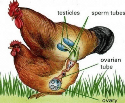 Internal Fertilization