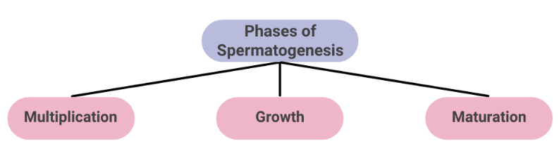 Gametogenesis: Spermatogenesis and Oogenesis | Biology Class 12 - NEET