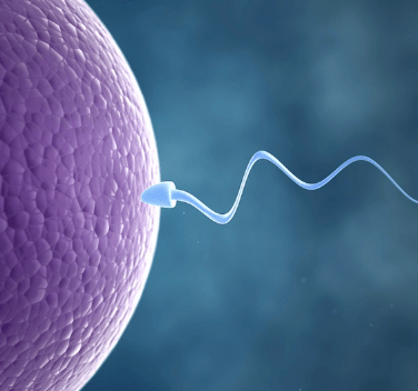 Sperm going inside the Egg