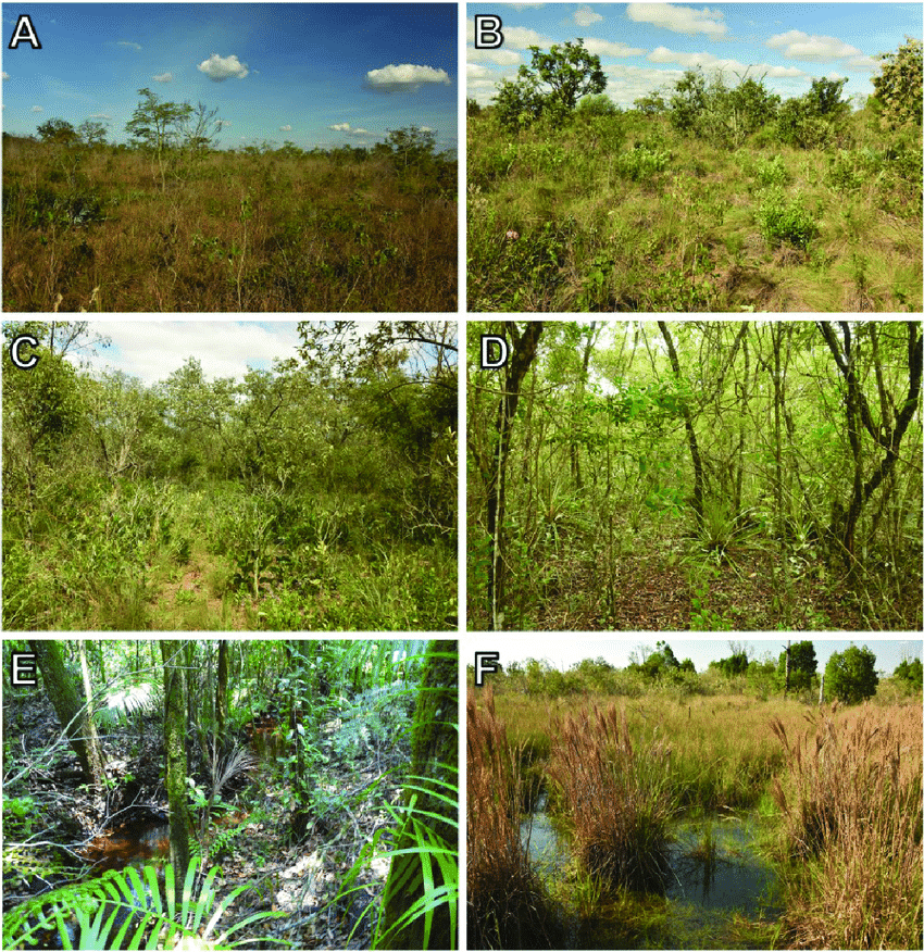 Natural Vegetation & Wildlife - Land, Soil & Water Resources | Social Studies (SST) Class 8