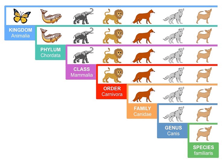 Taxonomy: Identification, Nomenclature & Classification | Biology Class 11 - NEET