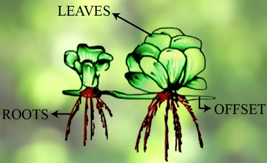 Reproduction in Organisms 1 - From Past 28 Years Questions NEET Notes | EduRev