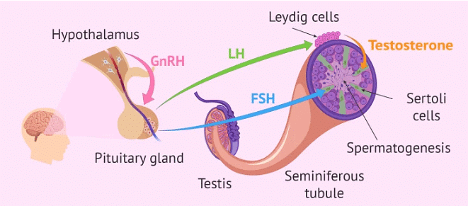 Hormonal Control of Spermatogenesis