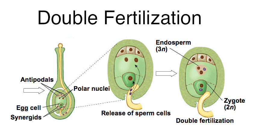 Mnemonics: Sexual Reproduction in Flowering Plants | Biology Class 12 - NEET