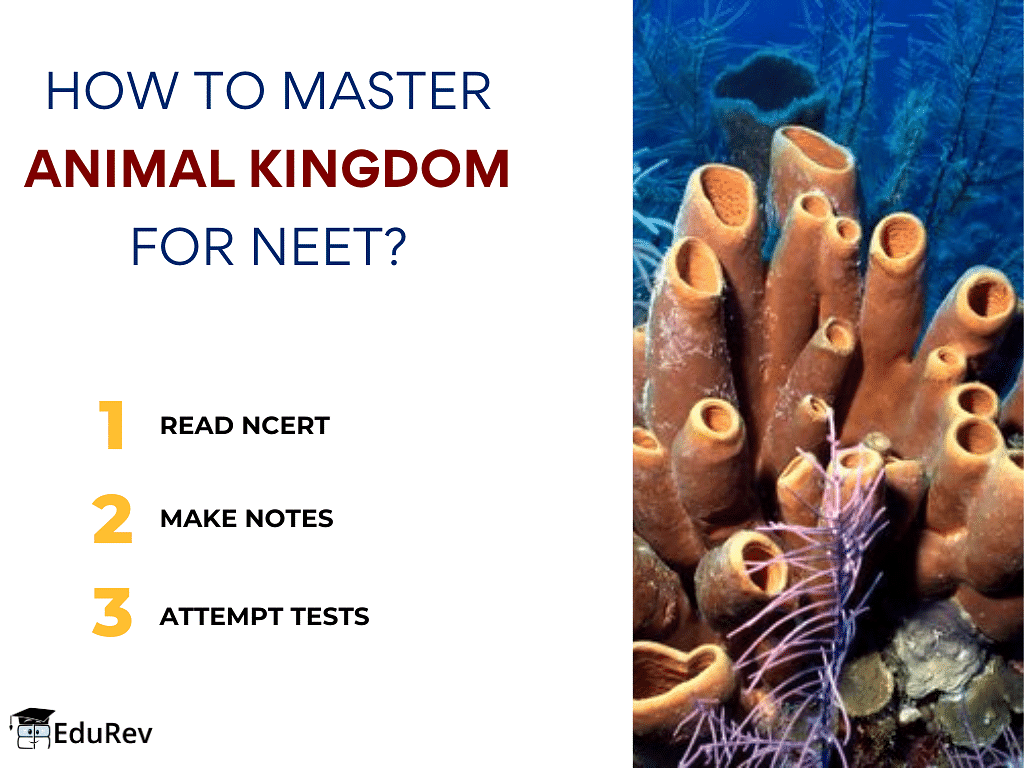 How to Master Animal Kingdom for NEET? | Topic-wise MCQ Tests for NEET