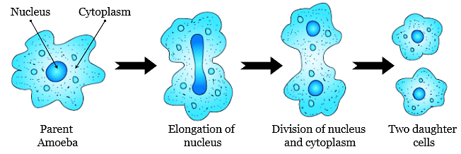 NCERT Exemplars: The Living World - 1 | Biology Class 11 - NEET