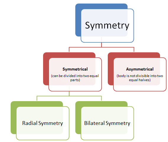 NCERT Notes: Animal Kingdom | NCERT Textbooks, Tests & Solutions - NEET