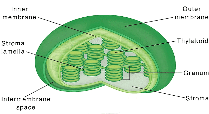 Chloroplasts