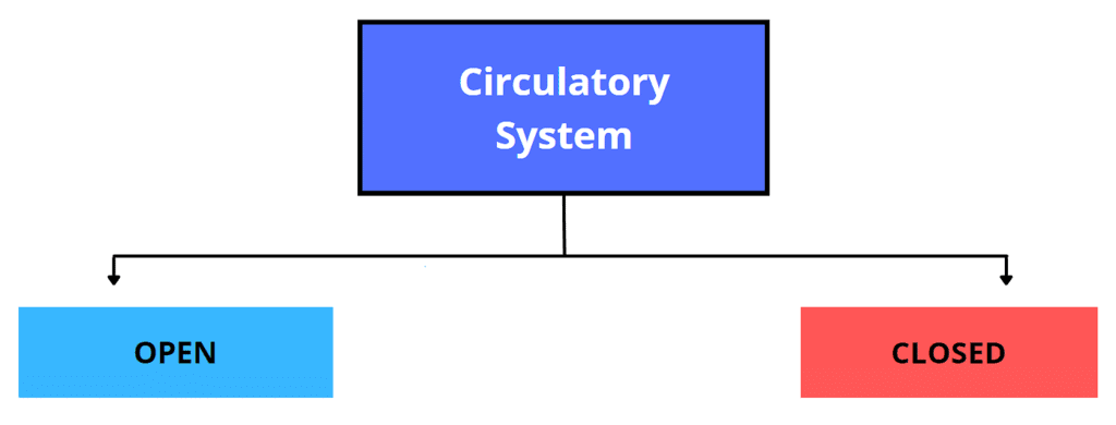 Basis of Classification | Biology for Grade 11