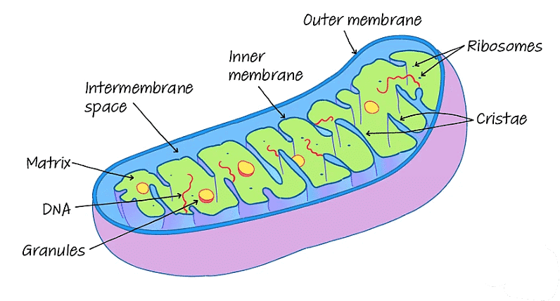 Mitochondria