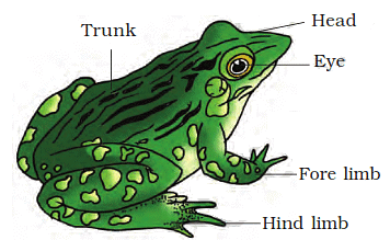 External Features of a Frog
