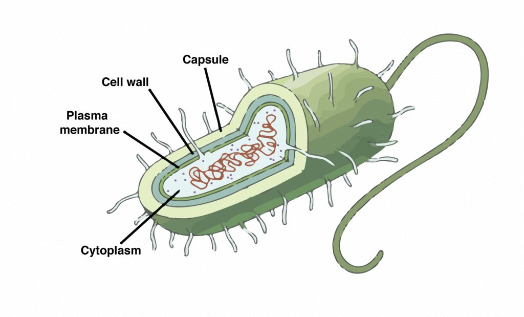 Prokaryotic Cell