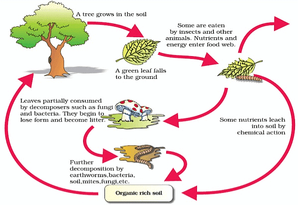 Microorganisms: Friend and Foe Class 8 Notes Science Chapter 2