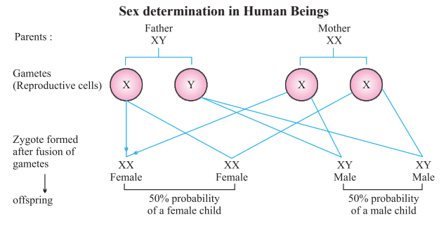 Human Reproduction: Assertions & Reason Type Questions- 1 | Biology for Grade 12