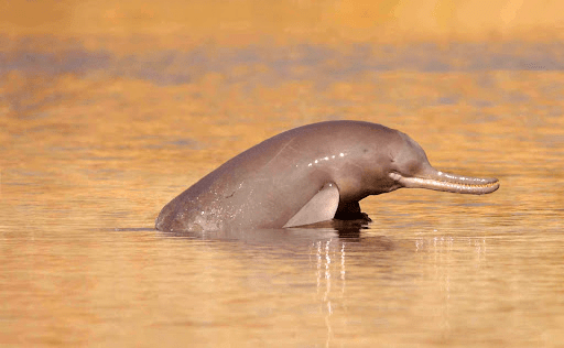 Gangetic Dolphin